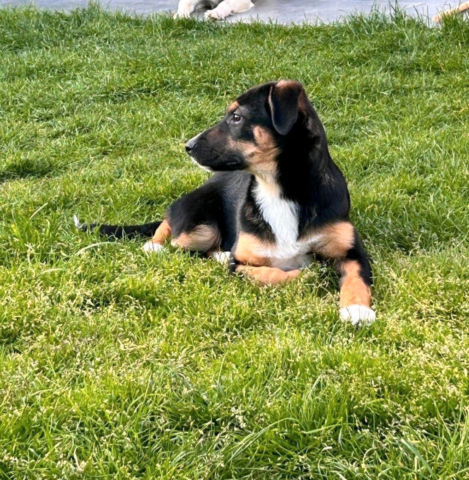 Welpenmädchen Juna sucht ihr Zuhause ❤️ in Teltow