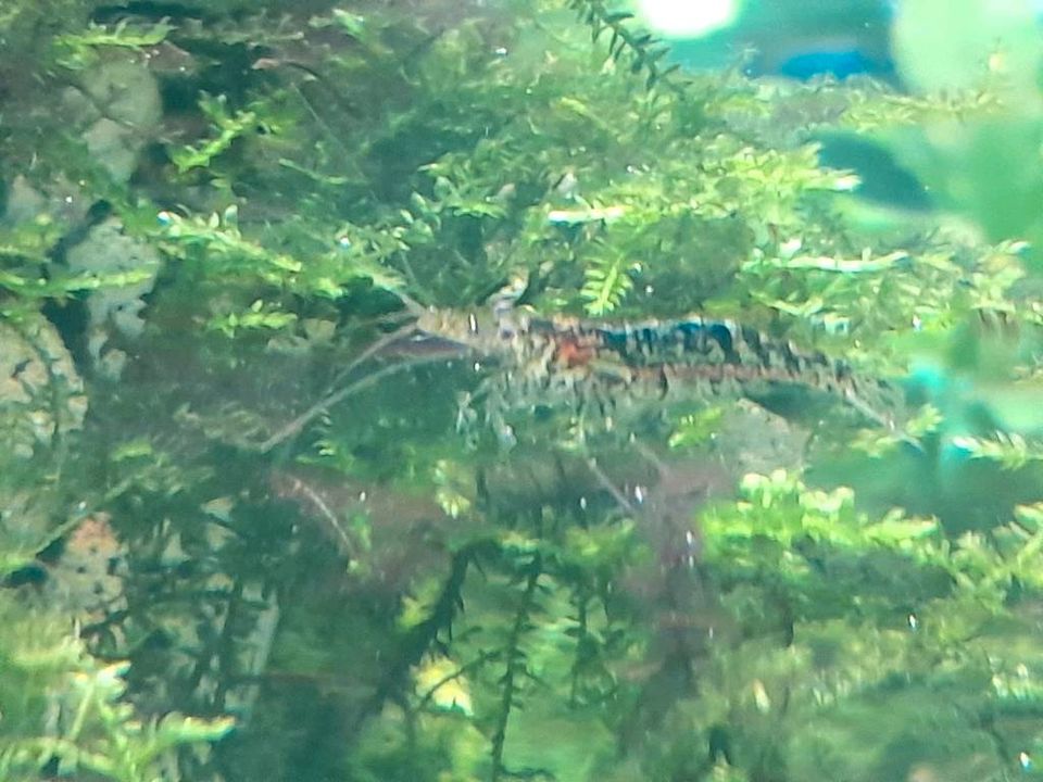 Aquarium, Garnelen, Fische,Neocaridina in Greußen