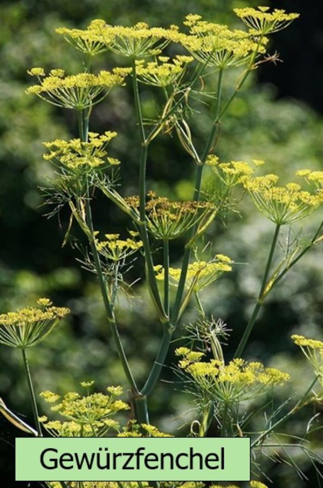 Echter Lavendel mehrjährig, besonders insektenfreundlich in Alzenau