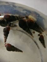 Schwarze Turmdeckelschnecke Melanoides maculata black NZ 2St=1€ Sachsen - Kesselsdorf Vorschau