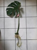 Ableger Monstera 4 / Pflanze Hessen - Rodgau Vorschau