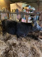 Kühe Dexter Kuh mit Kalb Nordrhein-Westfalen - Ochtrup Vorschau