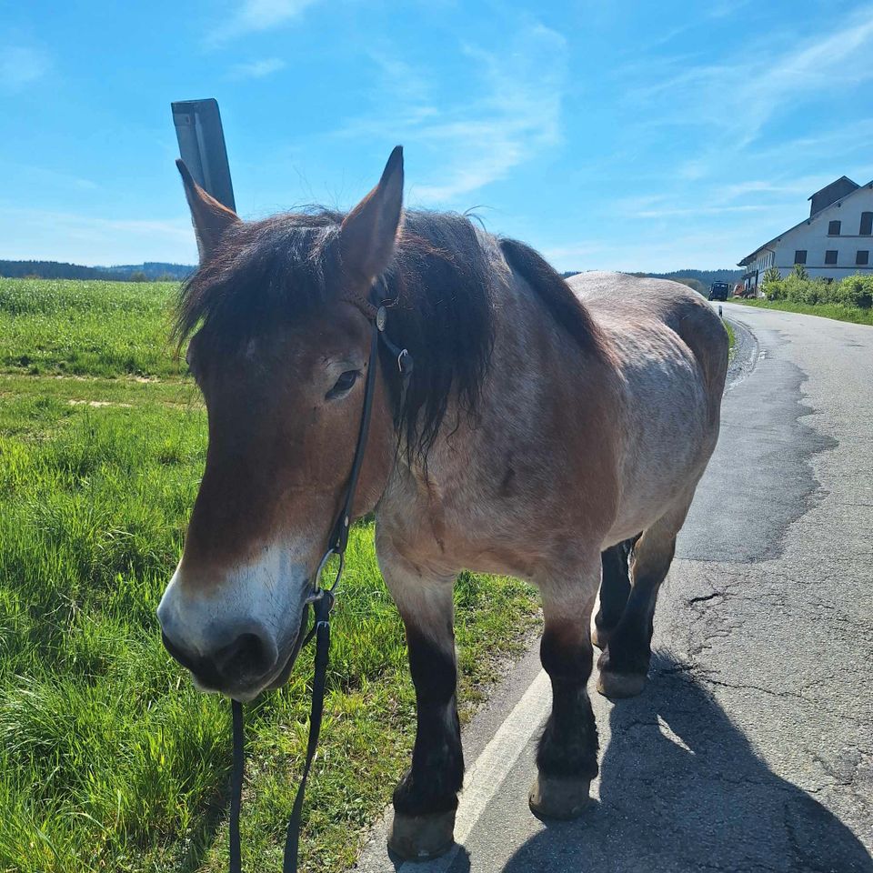 Reitbeteiligung auf Kaltblut in Kraiburg am Inn