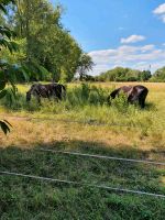 Suchen Scheune Resthof Halle Stall Grundstück Weide Sachsen-Anhalt - Sangerhausen Vorschau