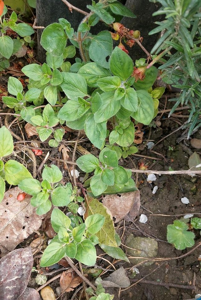 Oregano  Küchengewürz * Bienenweide, auch Dost genannt in Krefeld