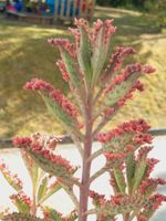 Brutblatt Kalanchoe pink butterfly, tubiflora Stammsteckling Sachsen - Bad Elster Vorschau