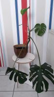 ☆ Monstera Zimmerpflanze ☆ mit Vintage Blumentopf in Holzoptik ☆ Münster (Westfalen) - Gievenbeck Vorschau