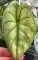 Alocasia Silver Dragon Mint / Ghost Variegata Rhizome Baden-Württemberg - Süßen Vorschau