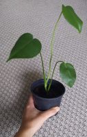 Baby Monstera Deliciosa München - Schwanthalerhöhe Vorschau