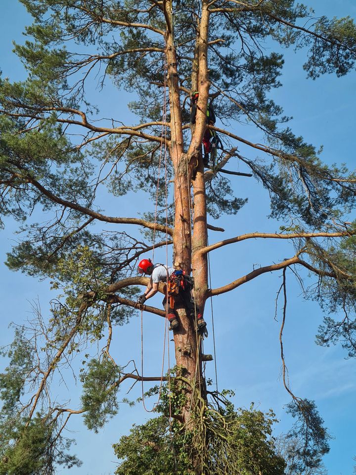 Baumpflege durch SKT in Bad Wörishofen