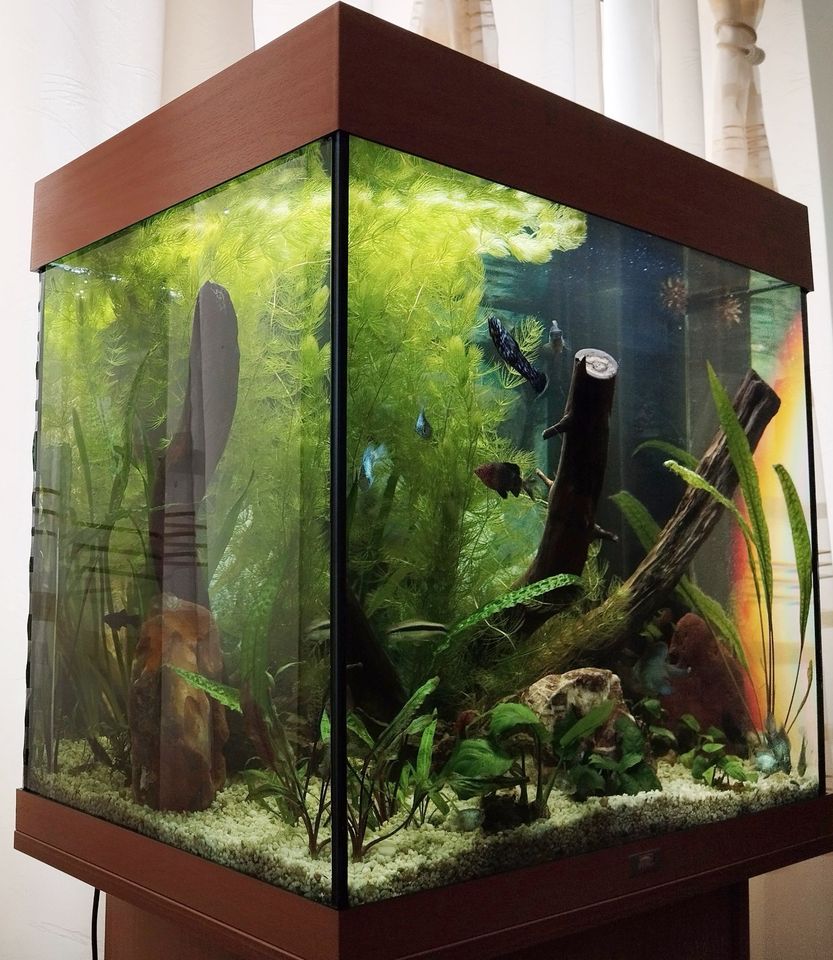 Aquarium von Juwel set Unterschrank komplett mit Besatz in Kitzscher