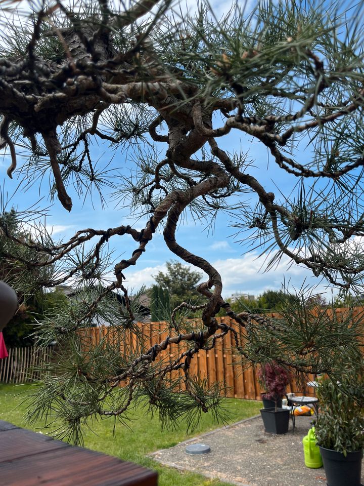 Bonsai Pinus Sylvestris Kiefer Waldkiefer Yamadori Kaskade in Worms