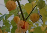 Physalis Andenbeere Jungpflanze Garten Leipzig - Eutritzsch Vorschau