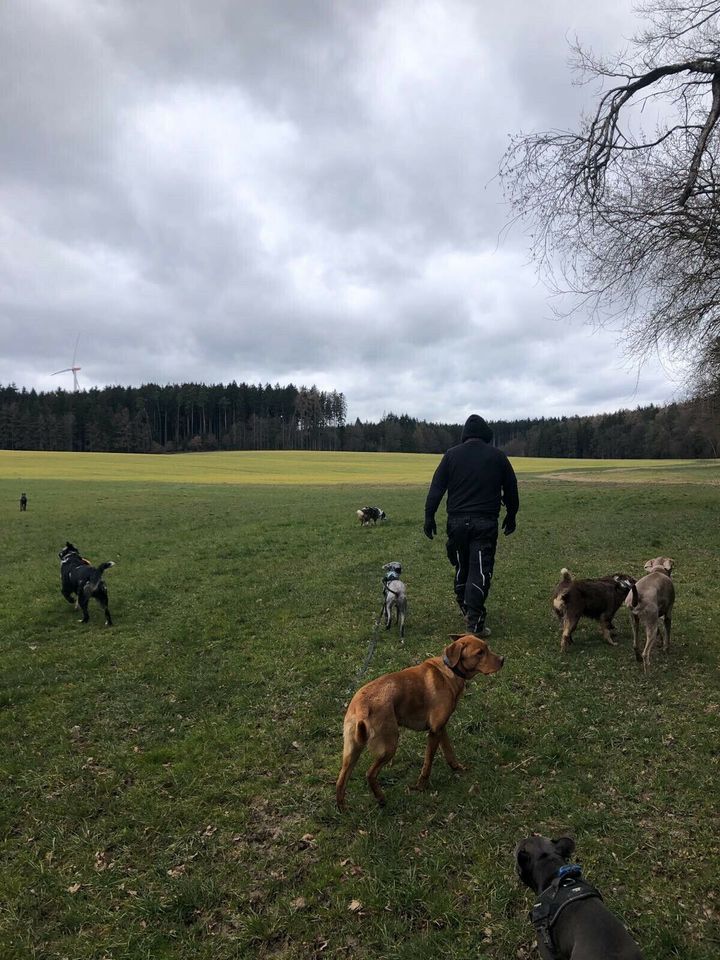 Hundebetreuung und Gassi Service München in München