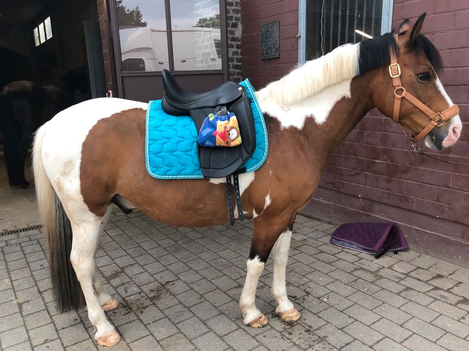 Set Schabracke DL+ Bandagen Türkis Größe Cob in Ratingen