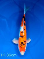 Koi D-Sanke 36cm H1-29 Nordrhein-Westfalen - Wadersloh Vorschau