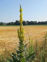 Samen Königskerze Thüringen - Sonneberg Vorschau