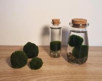 Marimo Mooskugeln - kugelförmigeTrendalge im Glas u. für Aquarien Bayern - Schwarzenfeld Vorschau