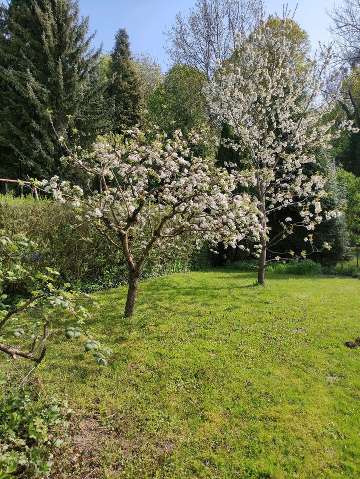 Echter Deutscher Bienenhonig direkt vom Imker in Einbeck