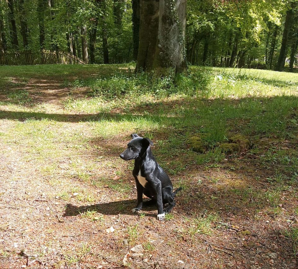 Der kleine Caspar sucht sein Zuhause ♥️ in Rennertshofen