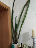Kaktus 1 m Sachsen-Anhalt - Sandersdorf Vorschau
