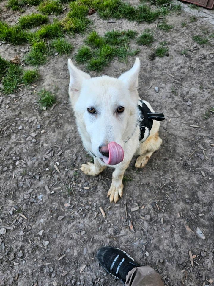 Pablo, 8 Monate junger weißer Schäferhund sucht Dich in Erwitte