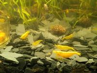 10 x Neocaridina Garnele Yellow Fire Jungtiere Baden-Württemberg - Nußloch Vorschau