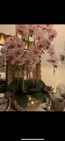 Orchidee künstlich xxl Wandsbek - Hamburg Tonndorf Vorschau