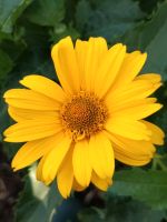 Sonnenaugen Staude Heliopsis helianthoides gelb Brandenburg - Brandenburg an der Havel Vorschau