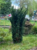 Verschenke Juniperus zum Selbstausgraben in Leubnitz-Neuostra Dresden - Leubnitz-Neuostra Vorschau