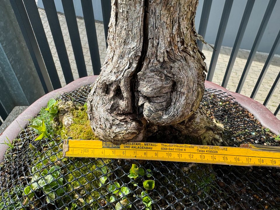 BONSAI - seltener, weißer Flieder - > 1m - in hochwertiger Schale in Bad Vilbel