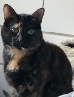 Katze Matilda vermisst Nordrhein-Westfalen - Gelsenkirchen Vorschau