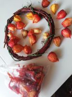 Herbstkranz Physalis Paprika, zum Gestalten Dresden - Loschwitz Vorschau