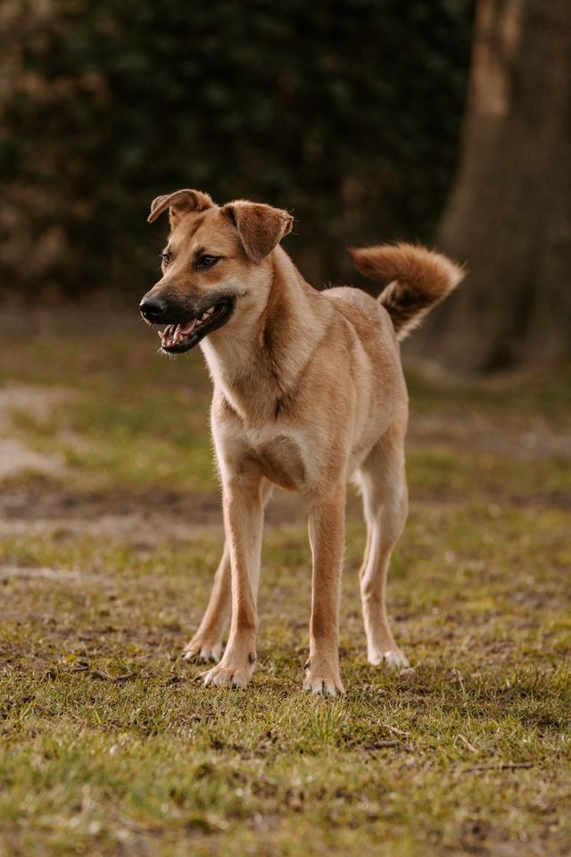 *Ruby* - ein Rohdiamant in Elmshorn