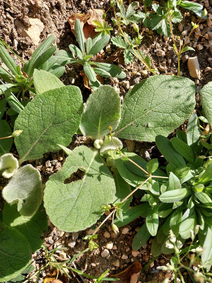 Gelbe Königskerze (Verbascum) Jungpflanzen in Neresheim