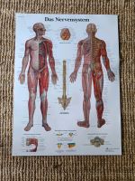 Poster Anatomie Nervensystem Saarland - Homburg Vorschau