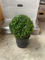 Ilex crenata 'Caroline Upright' Kugel 35cm Ø Nordrhein-Westfalen - Simmerath Vorschau