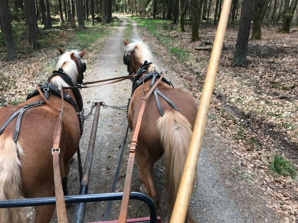 Pferdekutsche, Kutsche, Pferd, Haflinger in Burgwald
