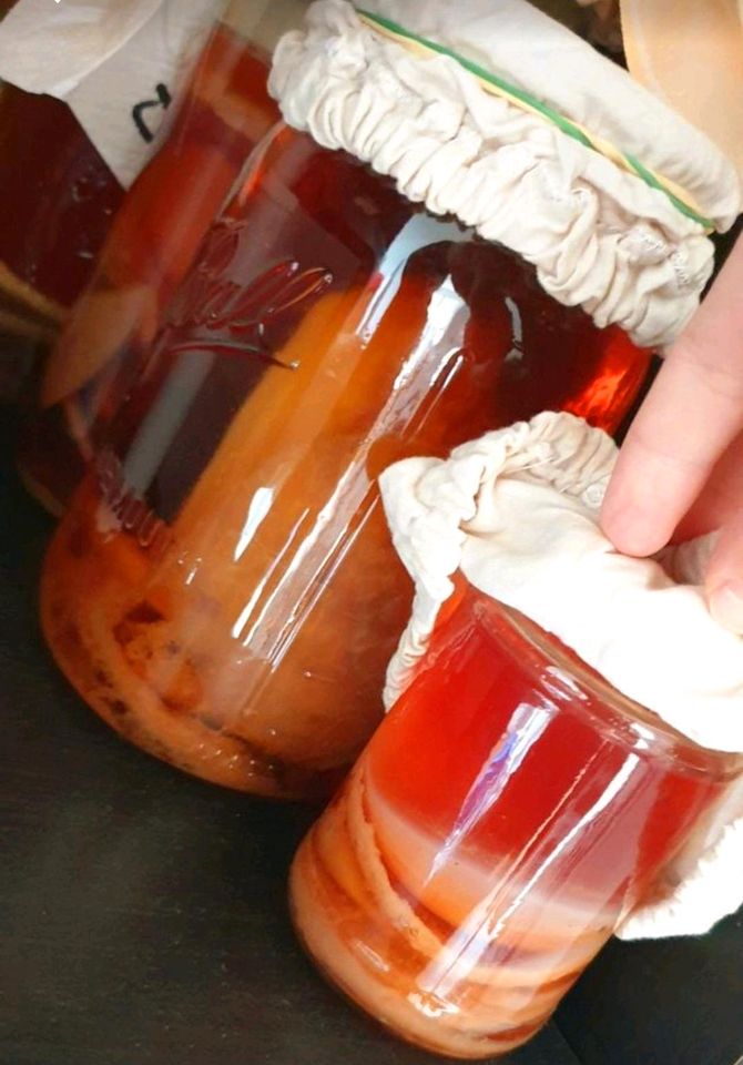 Kombucha Scoby+ Ansatzflüssigkeit in Haimhausen