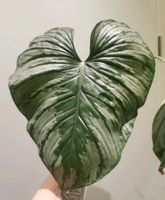 XXL Philodendron Mamei Stecklinge Saarland - Schmelz Vorschau