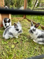 Kaninchen / Hase / Mini Lop Thüringen - Rositz Vorschau