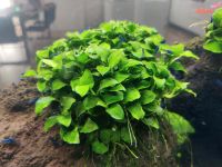 Anubias barteri var. nana 'Petite' Kr. Altötting - Pleiskirchen Vorschau