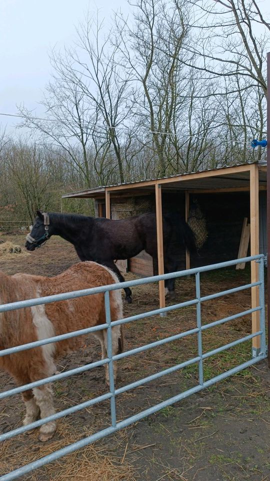 Kostenlose Reitbeteiligung Pflegebeteiligung Tüddelbeteiligung in Medelby