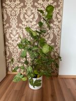 Große Grünpflanze ca 93 cm (vermutlich veränderliche Purpurtüte) München - Sendling Vorschau