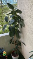 Robuste Gummibaum-Pflanze (Ficus elastica) Wuppertal - Oberbarmen Vorschau