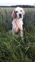 English Setter in Orange Belt: verschmuste Charlize sucht Zuhause Baden-Württemberg - Ravensburg Vorschau
