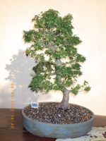 BONSAI-alter japanischer Drachenkopfahorn acer kotohime 20 Jahre Bayern - Baunach Vorschau