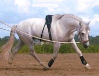 Horse bodyformer und Bridle L zur Bewegungstherapie Pferd Bayern - Waldmünchen Vorschau