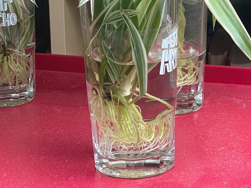 neue! grünlilie zimmerpflanze hängepflanze 20-40cm / 6 weg in München