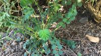 Pimpinelle Pflanze - Kleiner Wiesenknopf Rheinland-Pfalz - Offstein Vorschau